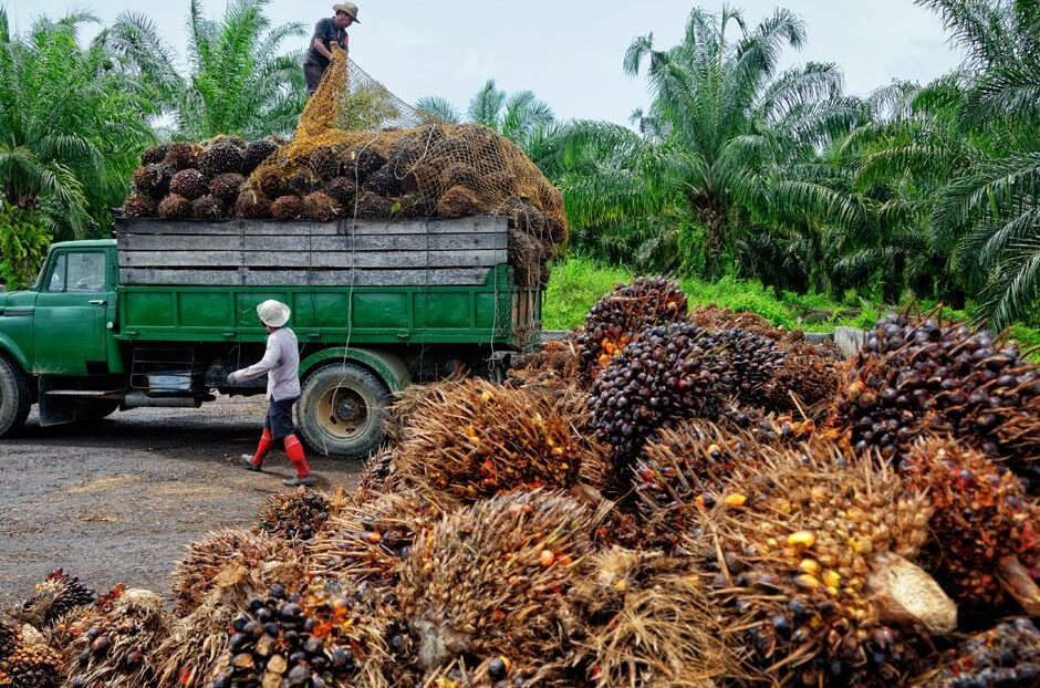 Complaint Building Palm Oil Company: Research on consultation and violations during certification audits